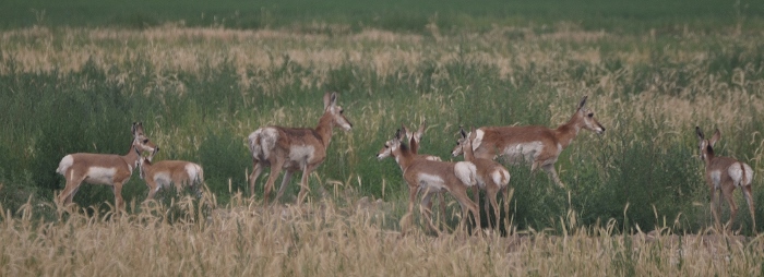 herd of pronghorns